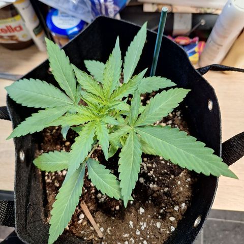 Orion F1 #1 growlog timeline photo