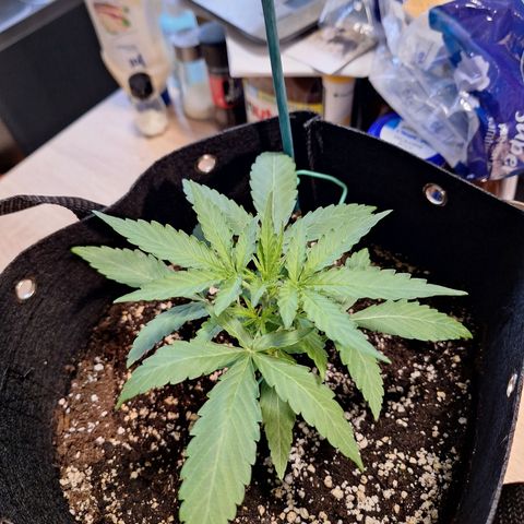 Orion F1 #1 growlog timeline photo
