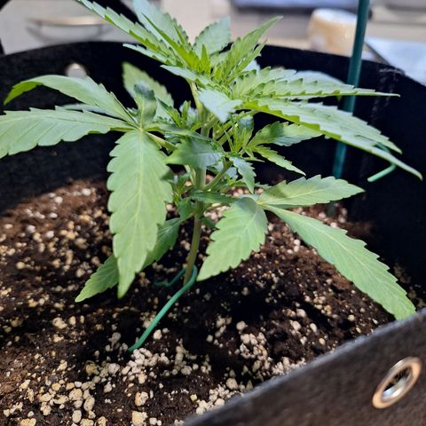 Orion F1 #1 growlog timeline photo