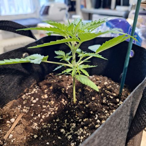 Orion F1 #1 growlog timeline photo