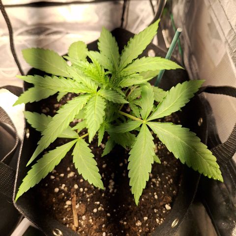 Orion F1 #1 growlog timeline photo