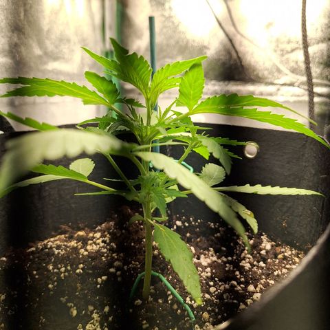 Orion F1 #1 growlog timeline photo