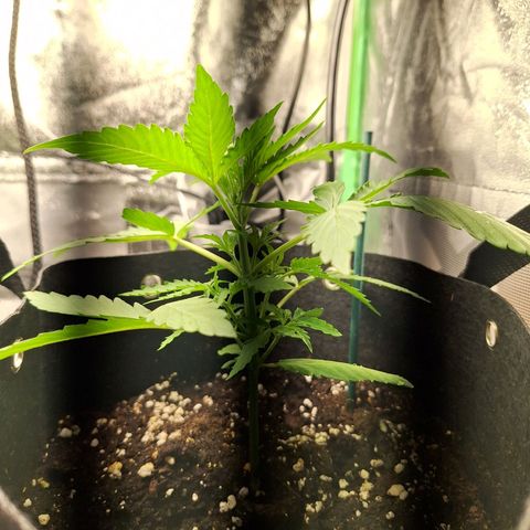 Orion F1 #1 growlog timeline photo