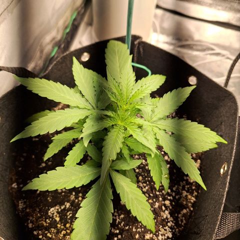 Orion F1 #1 growlog timeline photo