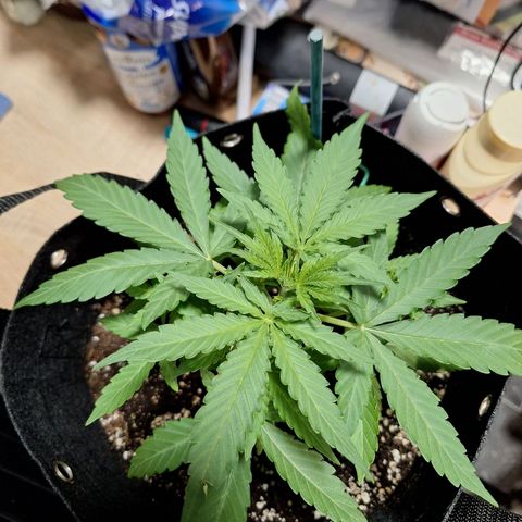 Orion F1 #1 growlog timeline photo