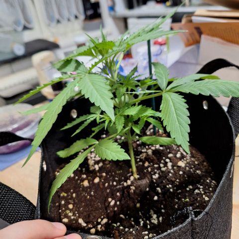 Orion F1 #1 growlog timeline photo