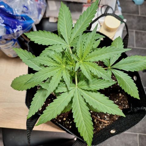 Orion F1 #1 growlog timeline photo