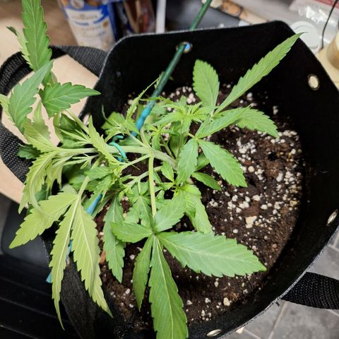 Orion F1 #1 growlog timeline photo