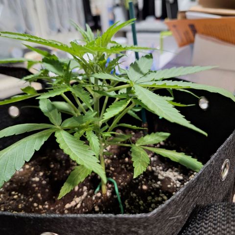 Orion F1 #1 growlog timeline photo