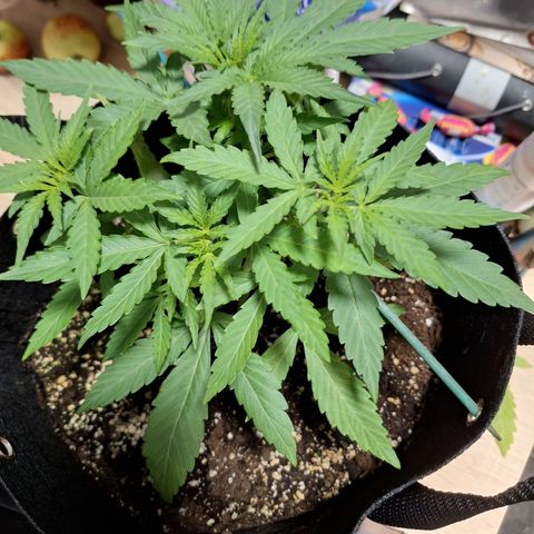 Orion F1 #1 growlog timeline photo
