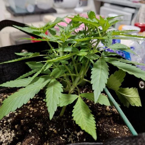 Orion F1 #1 growlog timeline photo