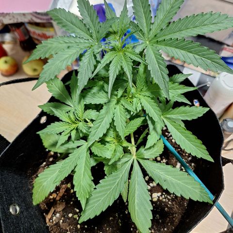 Orion F1 #1 growlog timeline photo