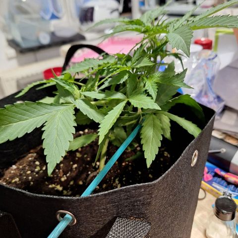 Orion F1 #1 growlog timeline photo