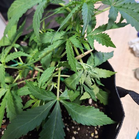 Orion F1 #1 growlog timeline photo