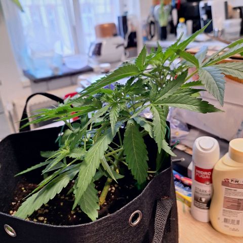 Orion F1 #1 growlog timeline photo