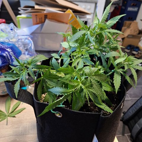 Orion F1 #1 growlog timeline photo