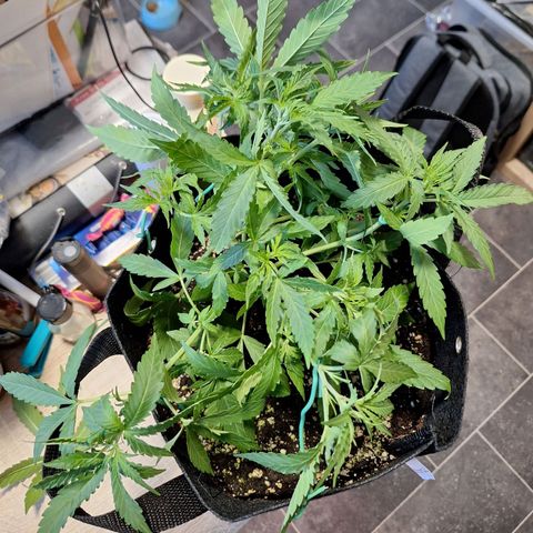 Orion F1 #1 growlog timeline photo