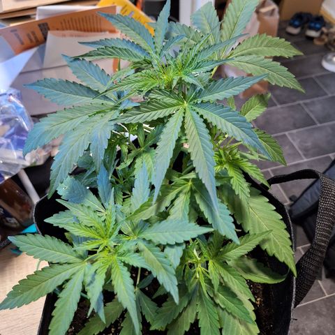 Orion F1 #1 growlog timeline photo
