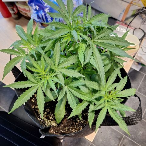 Orion F1 #1 growlog timeline photo