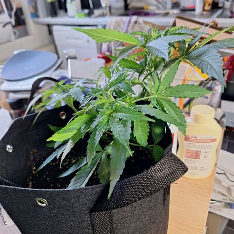 Orion F1 #1 growlog timeline photo