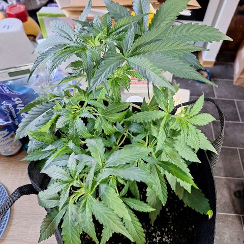 Orion F1 #1 growlog timeline photo