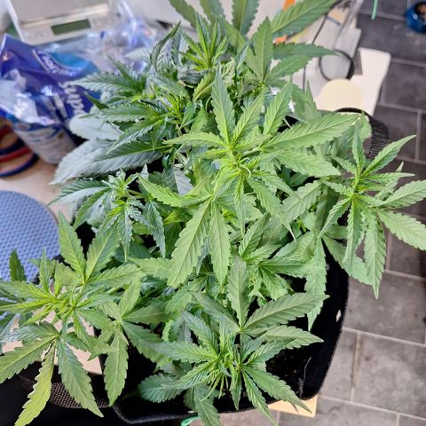 Orion F1 #1 growlog timeline photo