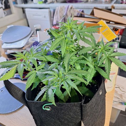 Orion F1 #1 growlog timeline photo