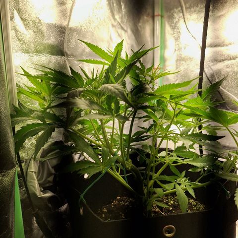 Orion F1 #1 growlog timeline photo