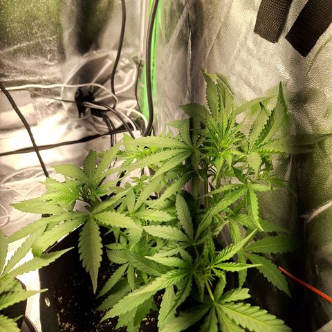 Orion F1 #1 growlog timeline photo