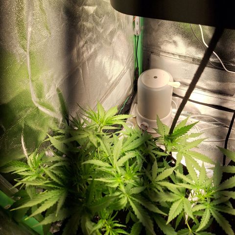 Orion F1 #1 growlog timeline photo