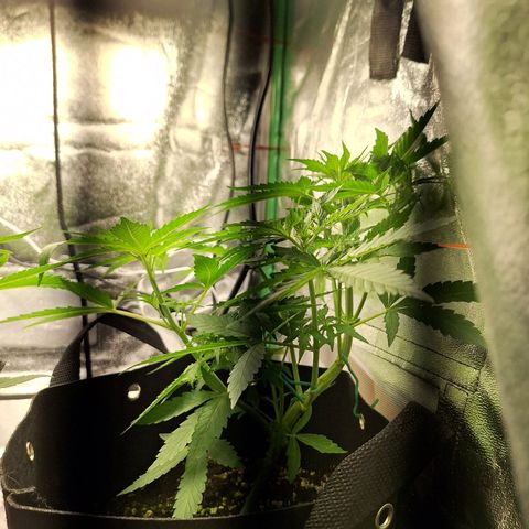 Orion F1 #1 growlog timeline photo