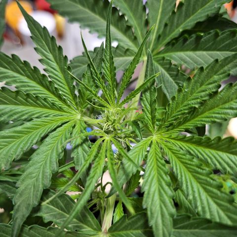 Orion F1 #1 growlog timeline photo