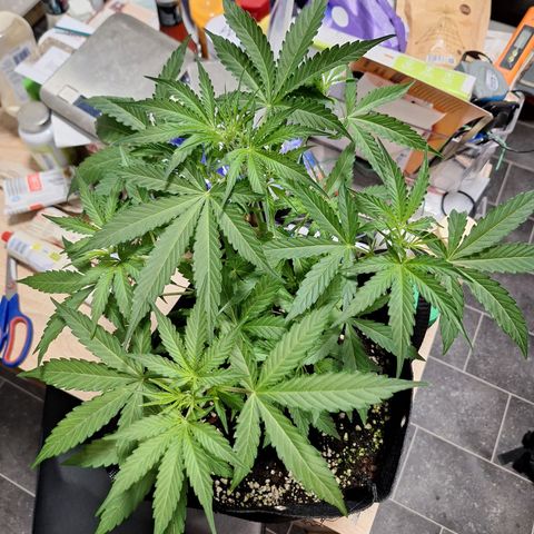 Orion F1 #1 growlog timeline photo