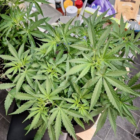 Orion F1 #1 growlog timeline photo