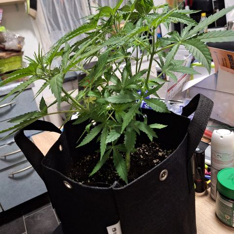 Orion F1 #1 growlog timeline photo