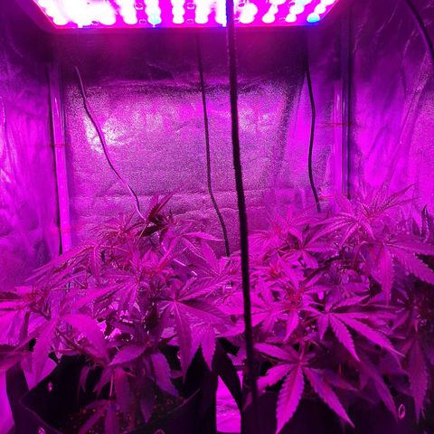 Orion F1 #1 growlog timeline photo