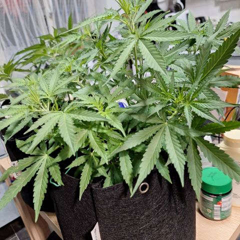 Orion F1 #1 growlog timeline photo