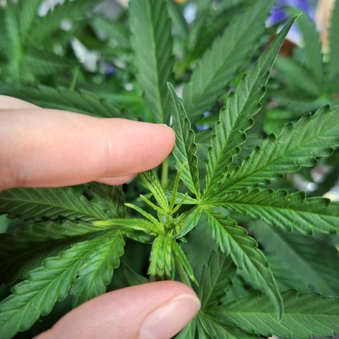 Orion F1 #1 growlog timeline photo