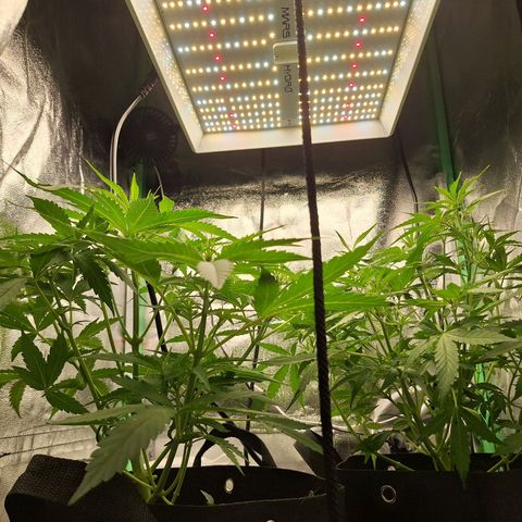 Orion F1 #1 growlog timeline photo