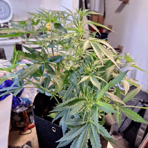 Orion F1 #1 growlog timeline photo