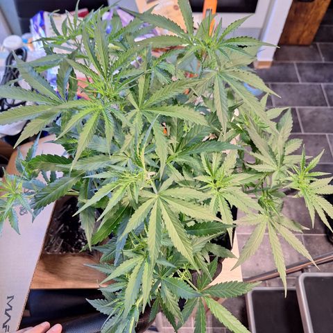 Orion F1 #1 growlog timeline photo