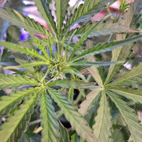 Orion F1 #1 growlog timeline photo