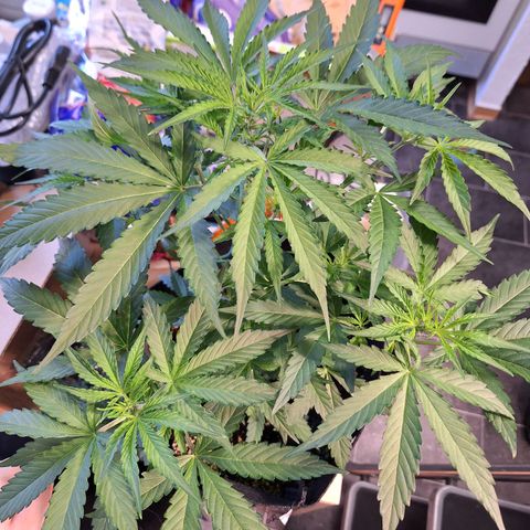 Orion F1 #1 growlog timeline photo