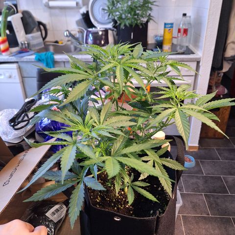Orion F1 #1 growlog timeline photo