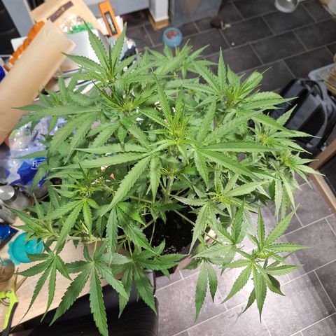 Orion F1 #1 growlog timeline photo