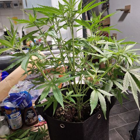 Orion F1 #1 growlog timeline photo