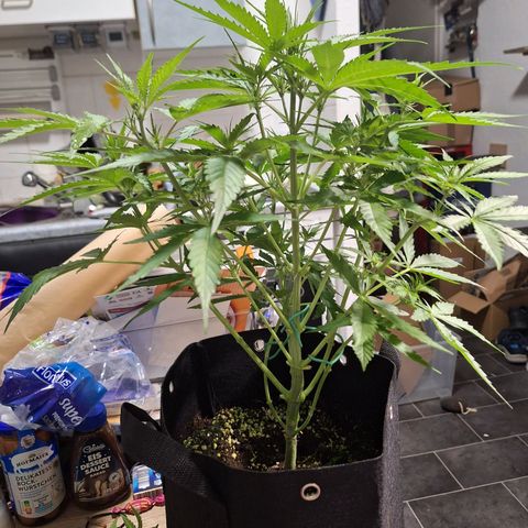 Orion F1 #1 growlog timeline photo