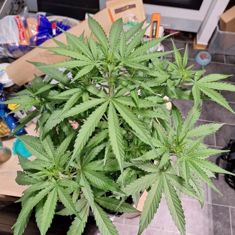 Orion F1 #1 growlog timeline photo