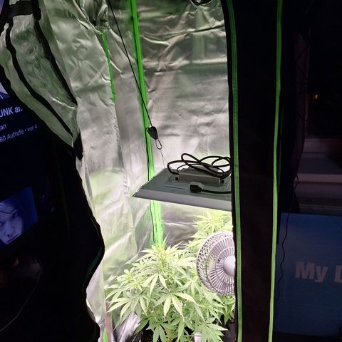 Orion F1 #1 growlog photo: Setup-Wechsel 