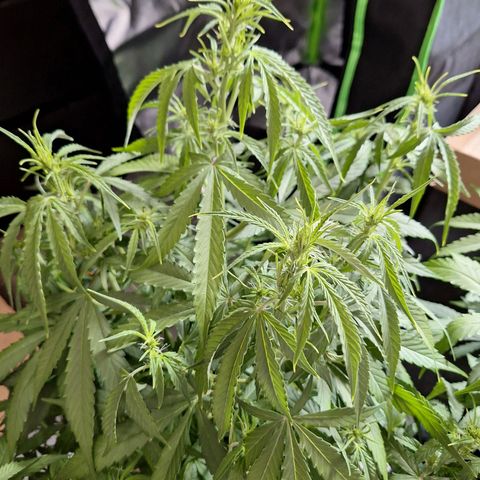 Orion F1 #1 growlog timeline photo